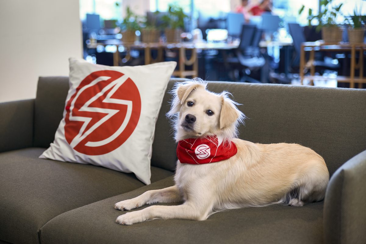 Ein heller Hund mit rotem Halstuch und Kissen mit rotem Logo liegt auf einem grauen Sofa in einem Büro.