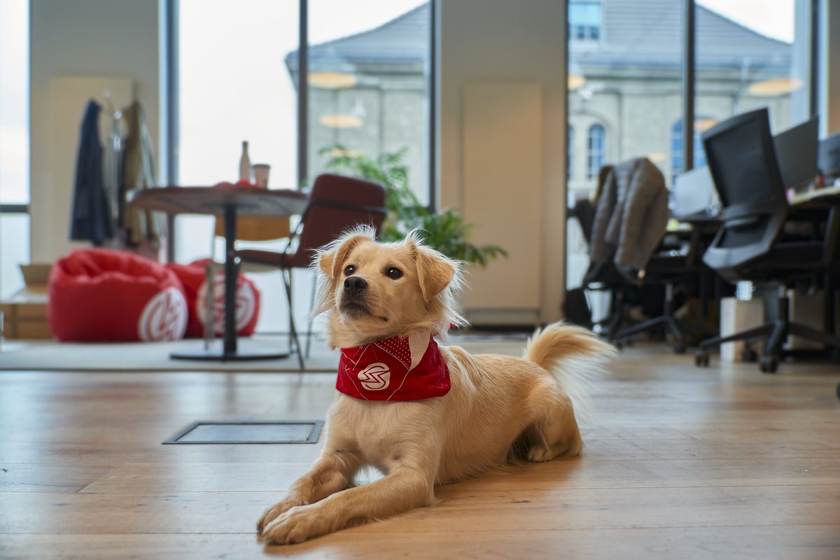 Ein hellbrauner Hund mit rotem Halstuch liegt auf einem Holzboden in einem Büro mit großen Fenstern.